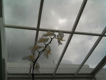 Cobertura em Vidro Laminado Ofurô Varanda